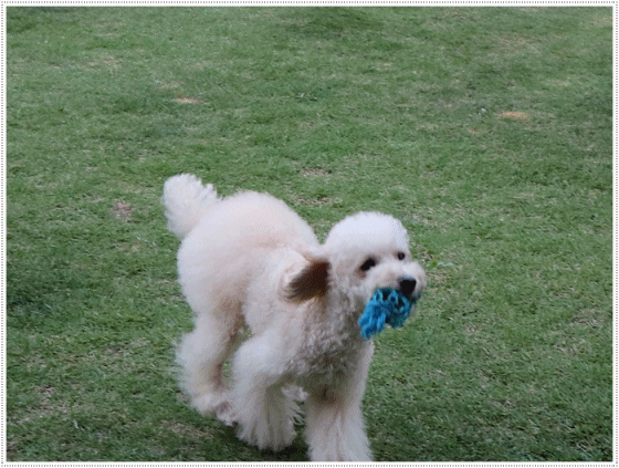 b0175688_20263997.gif