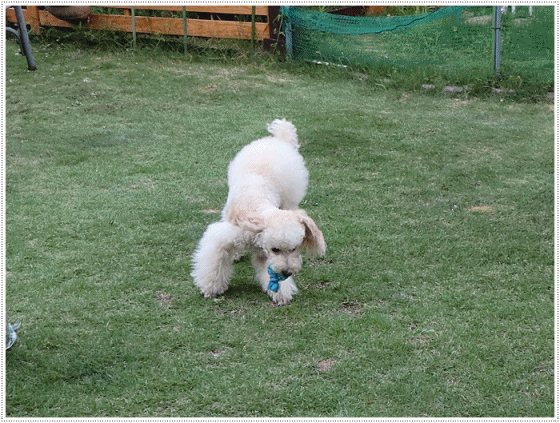 b0175688_20264206.gif