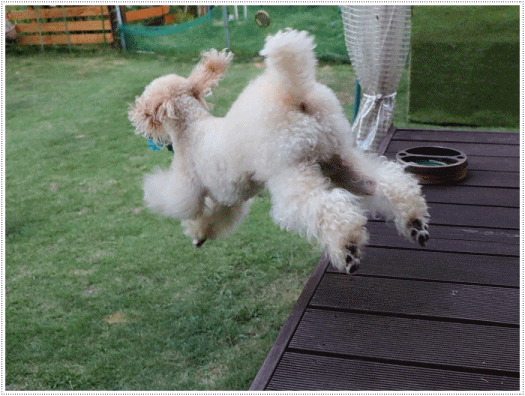 b0175688_20264764.gif