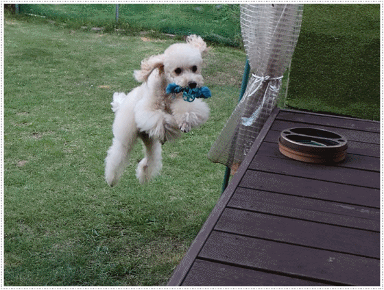 b0175688_20265304.gif