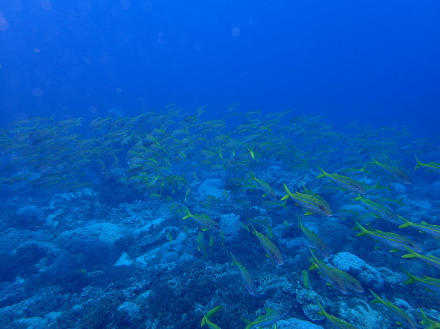 e0115199_15130188.jpg