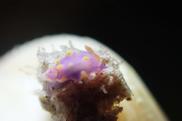 e0115199_20283010.jpg