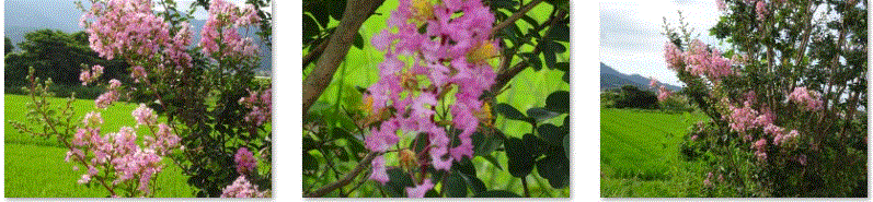 f0231709_21191978.gif