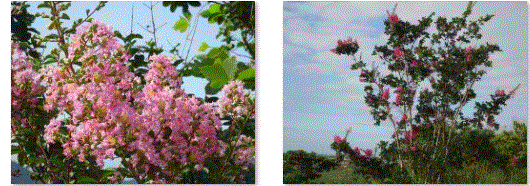 f0231709_21211342.gif
