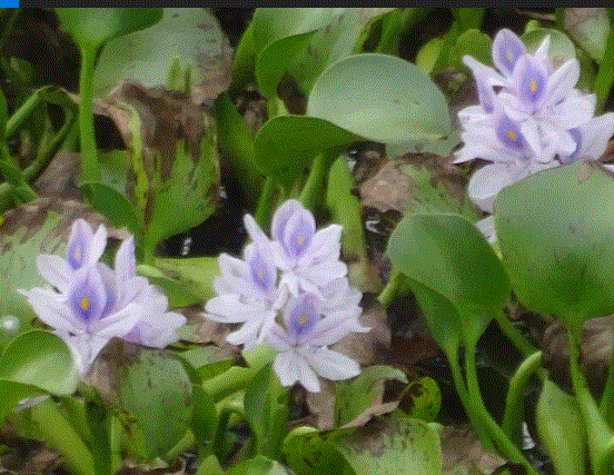 f0231709_21491289.gif