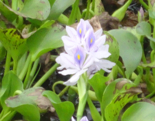 f0231709_21522076.gif