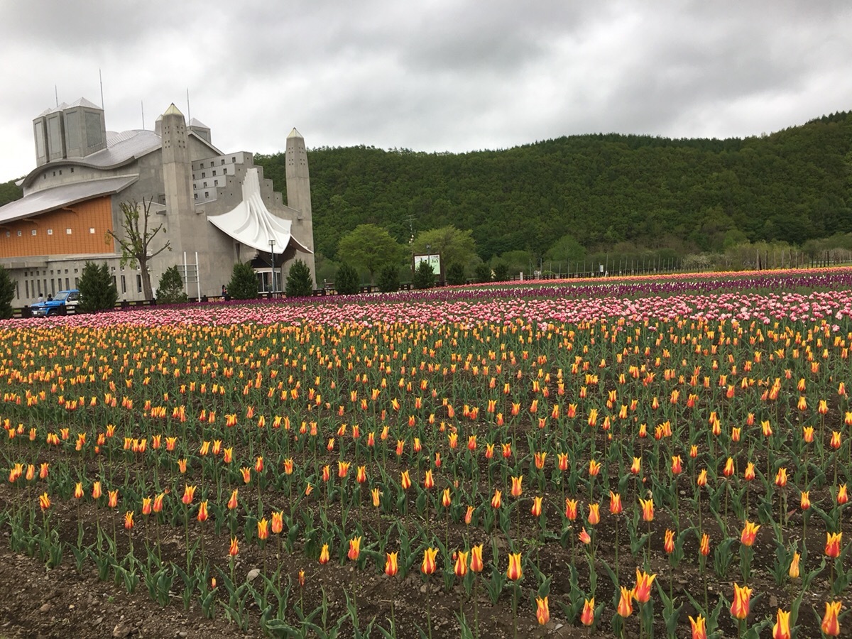 湧別町：かみゆうべつチューリップ公園_f0074710_09264848.jpg