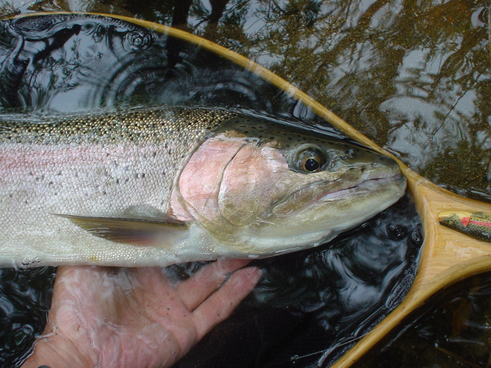 8月9日(木)の釣り日記　　あと２ｃｍ！　　おしい！_f0280717_12524986.jpg