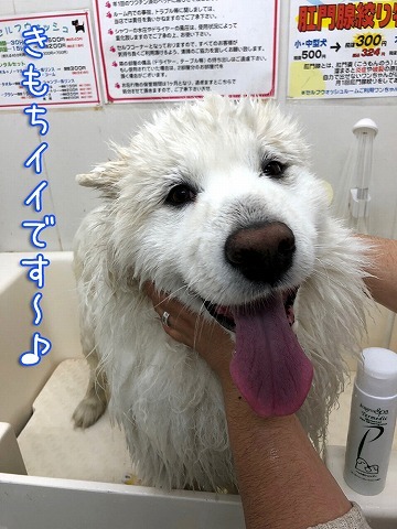 シャンプーお試しの結果は_c0062832_17111573.jpg