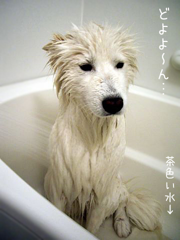 シャンプーお試しの結果は_c0062832_17130958.jpg