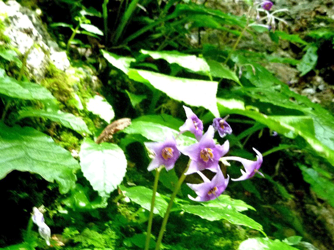 e0371039_1424062.gif