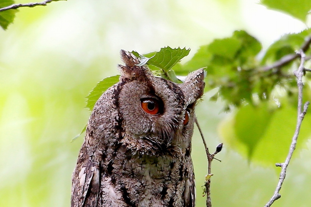 大きな赤い目を見開いたオオコノハズク t hの野鳥写真 大きな赤い目を見開いたオオコノハズク t hの野鳥写真