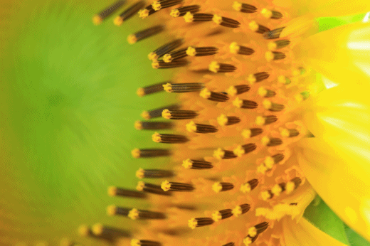 c0145250_08451821.gif