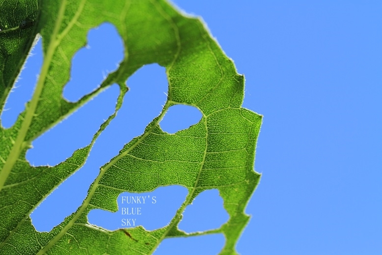 c0145250_08453260.jpg