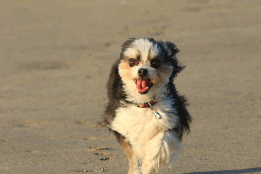 c0145250_10171386.gif