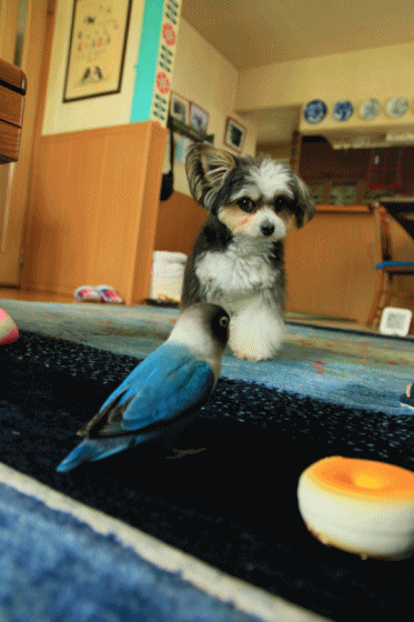 c0145250_15052822.gif