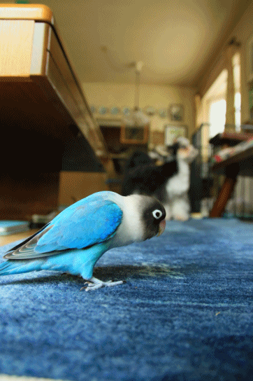 c0145250_15062865.gif