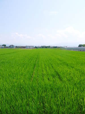 七城米　長尾農園　平成30年度のお米も元気に美しく成長中！平成29年度の『七城米』数量限定にて販売中！_a0254656_18084489.jpg