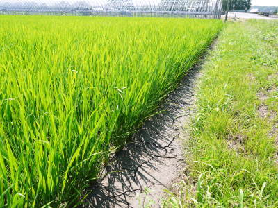 七城米　長尾農園　平成30年度のお米も元気に美しく成長中！平成29年度の『七城米』数量限定にて販売中！_a0254656_18130437.jpg