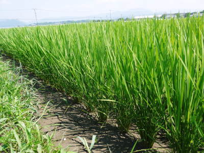 七城米　長尾農園　平成30年度のお米も元気に美しく成長中！平成29年度の『七城米』数量限定にて販売中！_a0254656_18282161.jpg