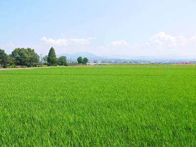 七城米　長尾農園　平成30年度のお米も元気に美しく成長中！平成29年度の『七城米』数量限定にて販売中！_a0254656_18393741.jpg
