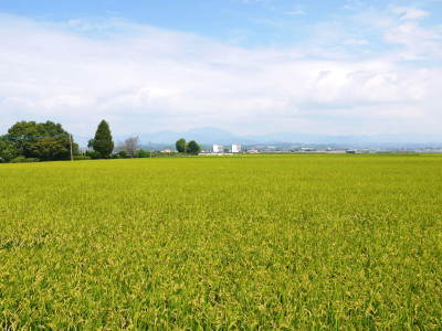 七城米　長尾農園　平成30年度のお米も元気に美しく成長中！平成29年度の『七城米』数量限定にて販売中！_a0254656_18402356.jpg