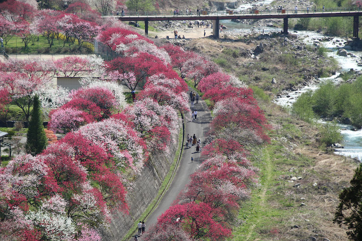 南信州阿智村 花桃の里_c0178561_23100170.jpg