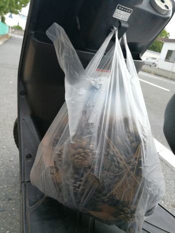 日中は松ぼっくり拾いを_a0007462_19595856.jpg
