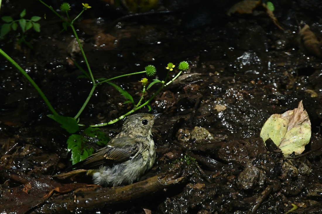 キビタキ幼鳥_f0053272_19572313.jpg