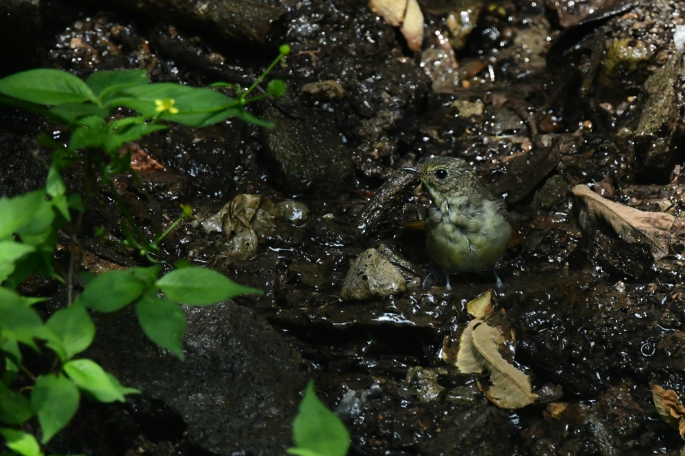 キビタキ幼鳥_f0053272_20013685.jpg