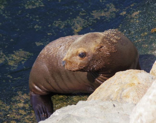 おたる水族館の海獣公園_b0014576_13030998.jpg