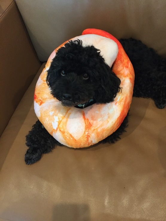 2018年8月9日 まだ慣れない_b0098584_22210629.jpeg