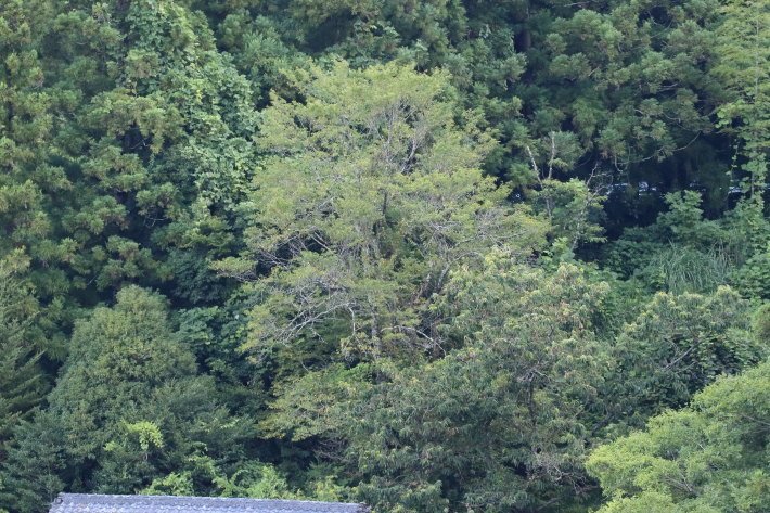 c0358784_19265749.jpg