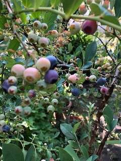 ブルーベリー_e0233190_12591354.jpg
