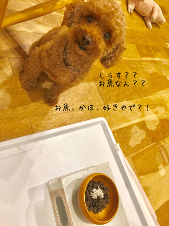 しらすごはん 犬のための家でのんびり田舎暮らし