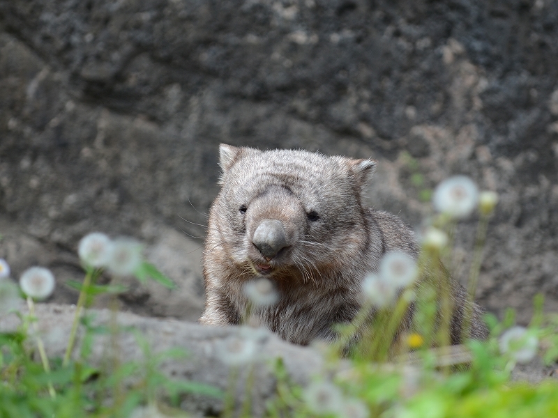 ヒロキと六つの大陸と一つの島⑥　～～～百万匹のウォンバット～～～_a0164204_09112545.jpg