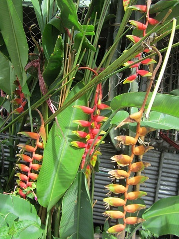 e0019117_11050698.jpg