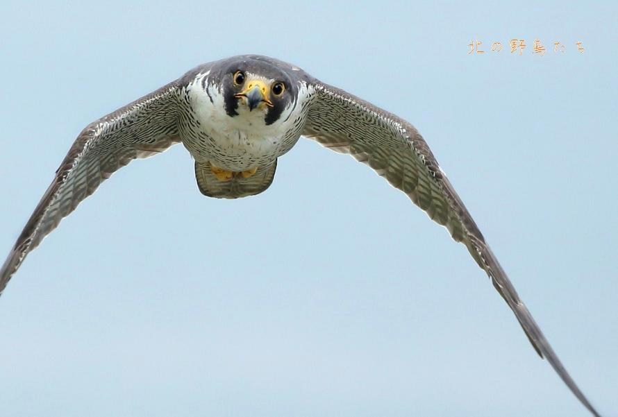 ハヤブサ 北の野鳥たち