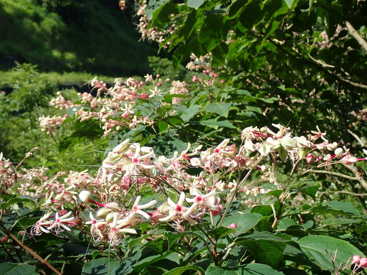 f0193521_1471392.jpg