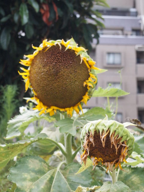 a0214329_18133143.jpg