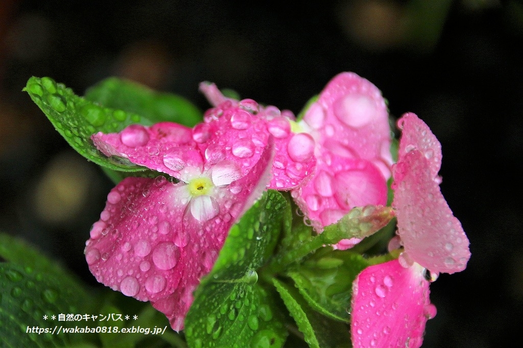 台風13号のおかげで草花が潤いを(^^♪_e0052135_16235397.jpg