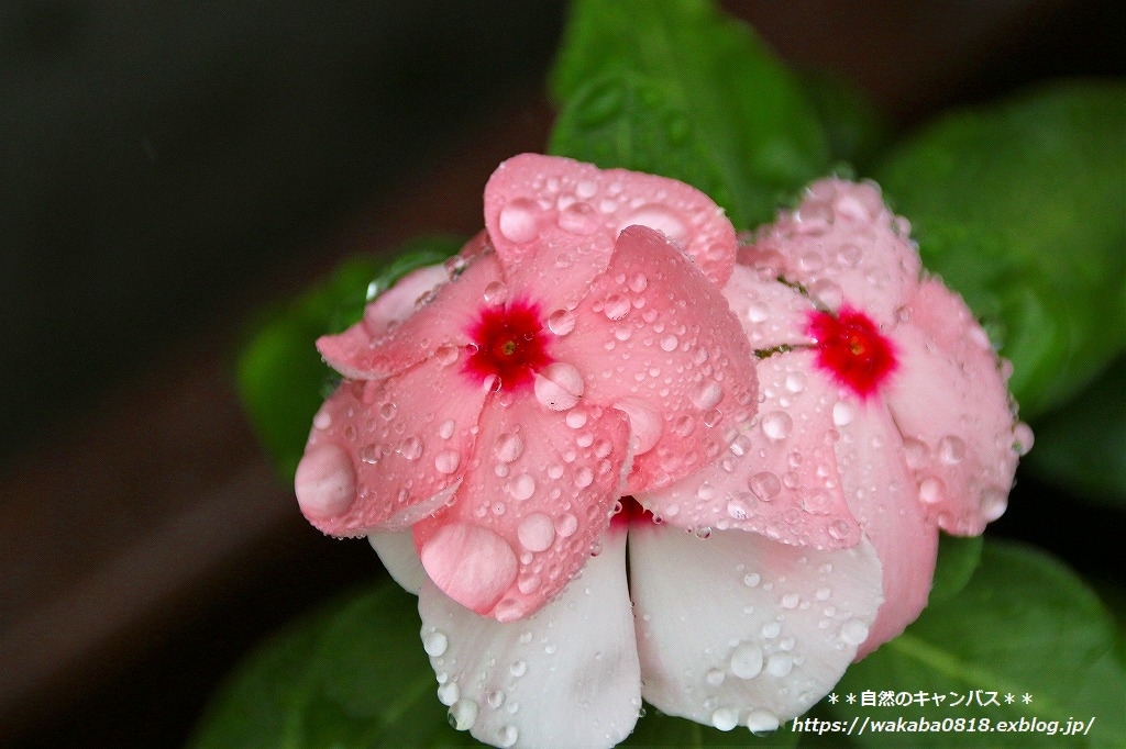 台風13号のおかげで草花が潤いを(^^♪_e0052135_16235628.jpg