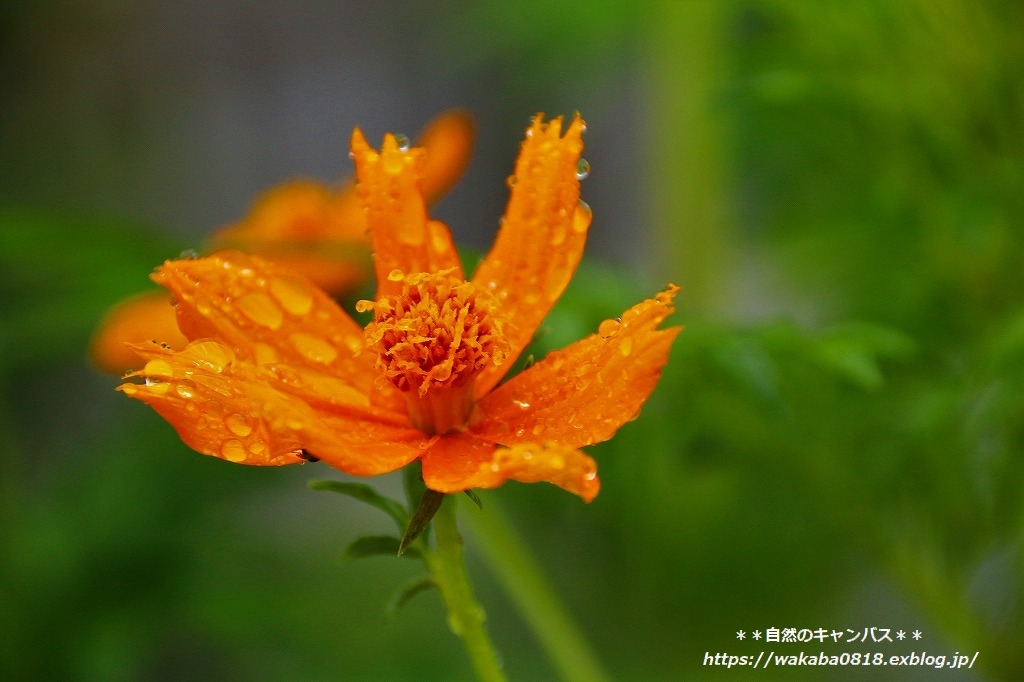 台風13号のおかげで草花が潤いを(^^♪_e0052135_16241590.jpg