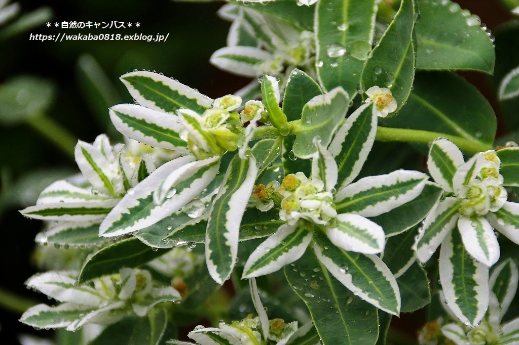 台風13号のおかげで草花が潤いを(^^♪_e0052135_16244703.jpg