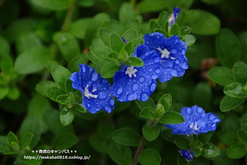 台風13号のおかげで草花が潤いを(^^♪_e0052135_16302496.jpg