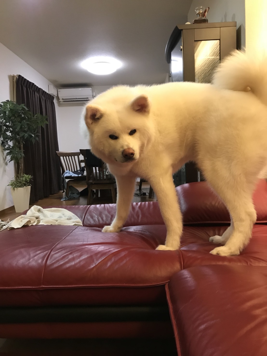 e0364035_15161523.jpeg