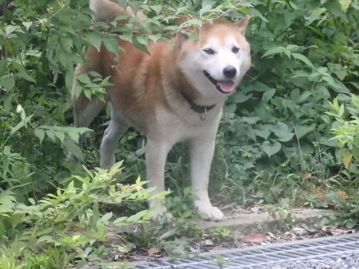 a0054240_20594748.jpg