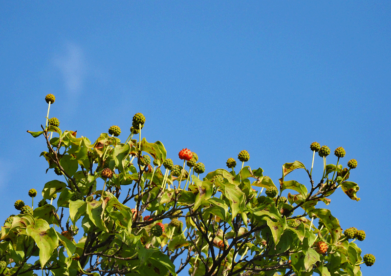 d0290240_09221194.gif