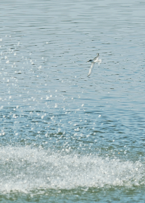 d0290240_16592921.gif