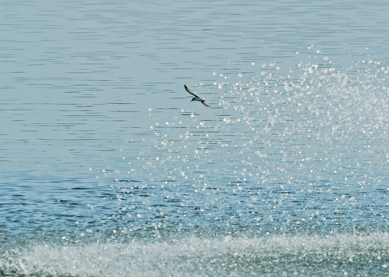 d0290240_17001136.gif